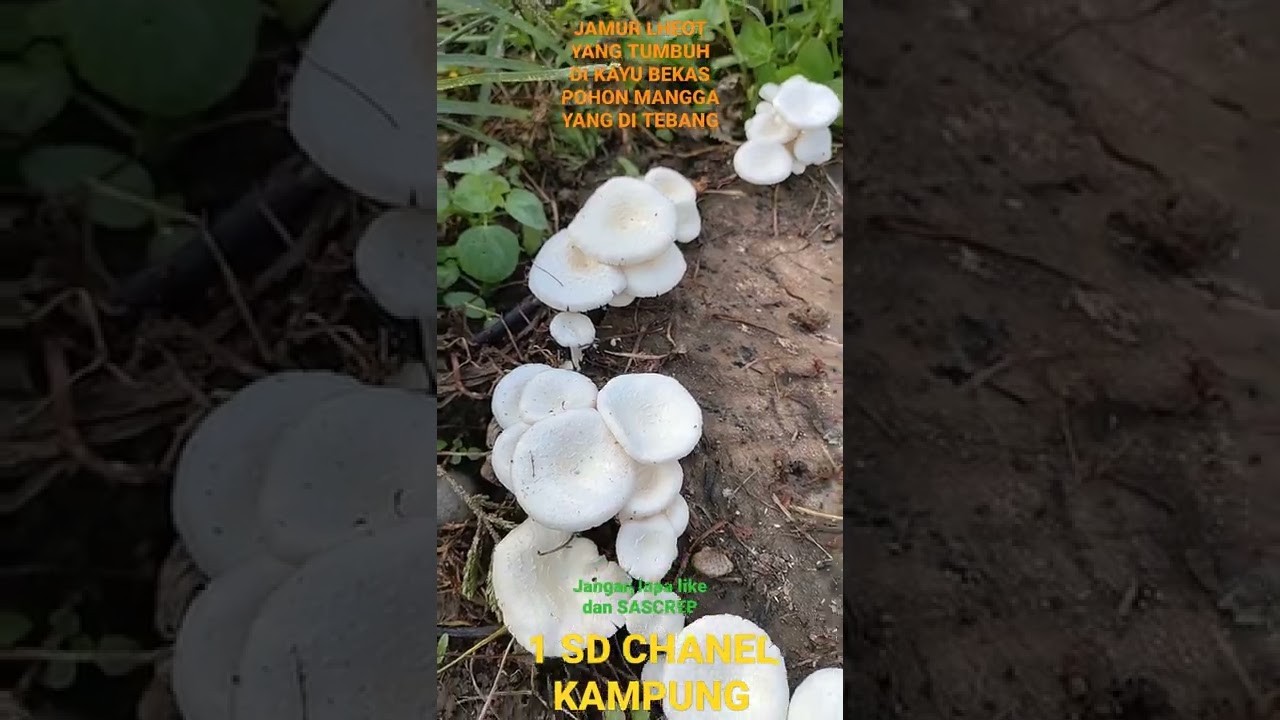LHEOT MUSHROOM THAT GROWS ON MANGO TREE WOOD DURING THE RAIN