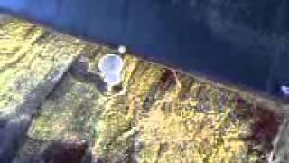 Igranje skorpionom Cela Dolovo 2