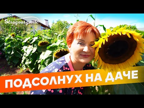 Секрет идеальных подсолнухов / Ученицы Strogoorganic