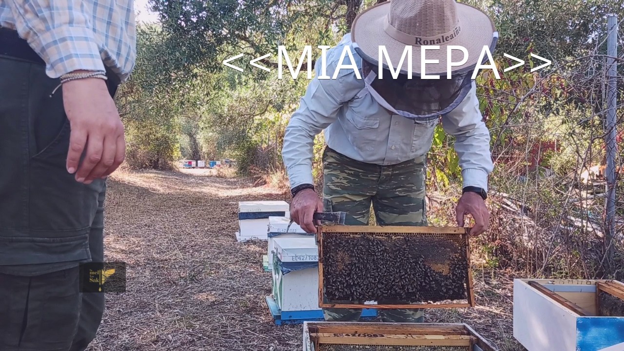 «Μια μέρα τρύγου στα πεύκα, όπως την ζούμε εμείς»