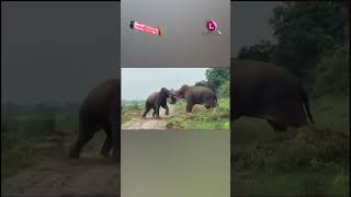 પશચમ બગળન ઝરગરમમ બ જગલ હથઓ વચચ ખલય જગ