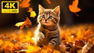 Autumn Wild Baby Animals With Relaxing Music (Colorfully Dynamic), Cute Animals 4K (60FPS) screenshot 5