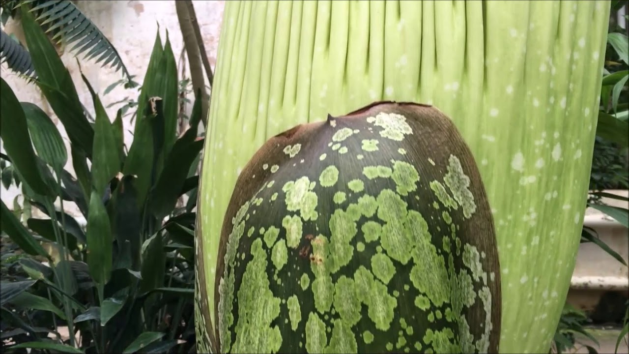 Hallersche Garten Gottingen Februar 2018 Youtube