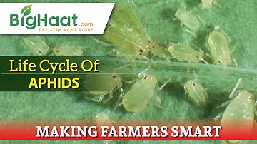 Life Cycle Of Aphids | BigHaat