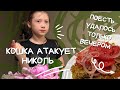 Утро на голодный желудок Любимое блюдо Воспитываем кошачих детей Семейный Влог США