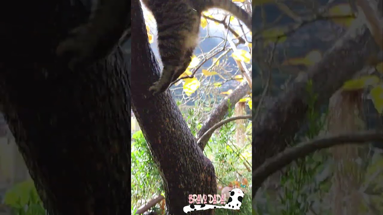 Cat Climbing Tree – Tabby Cat Climbs Tree – Bravo Dada! 