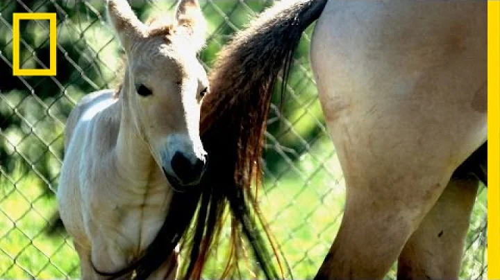 Endangered Horse Birth | National Geographic - DayDayNews