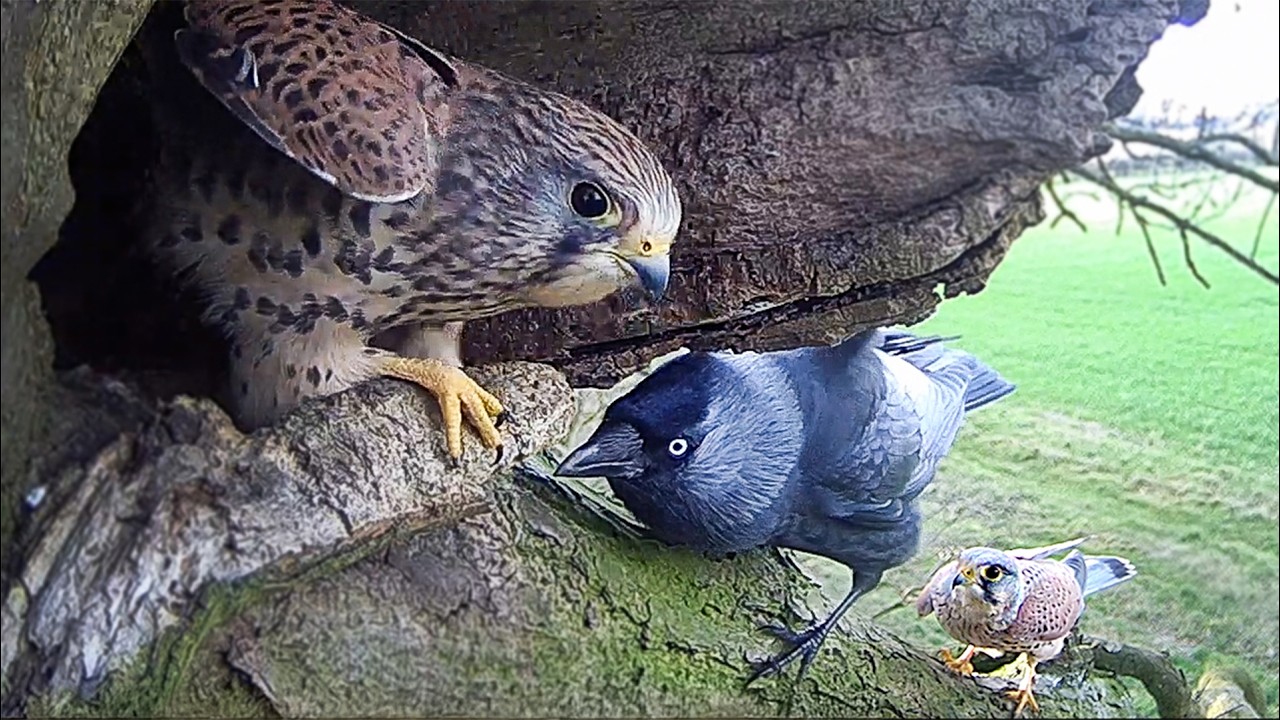 Play: A fascinating birdbox timelapse of woodland territory battles
