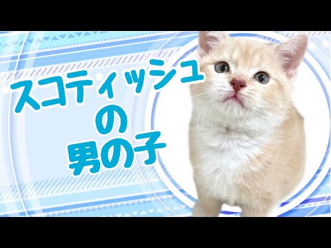 スコティッシュフォールドの子猫 (和歌山)