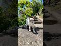 階段の上から猫ちゃんモフられに来た