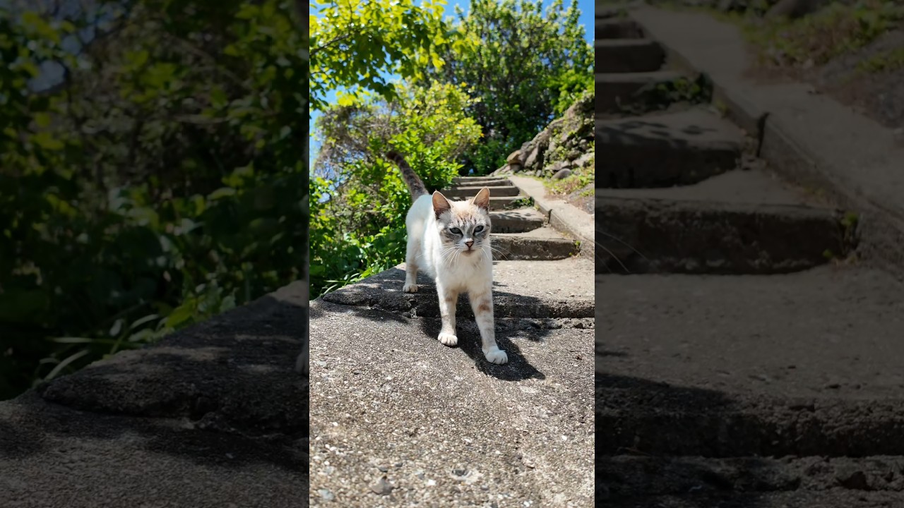 階段の上から猫ちゃんモフられに来た
