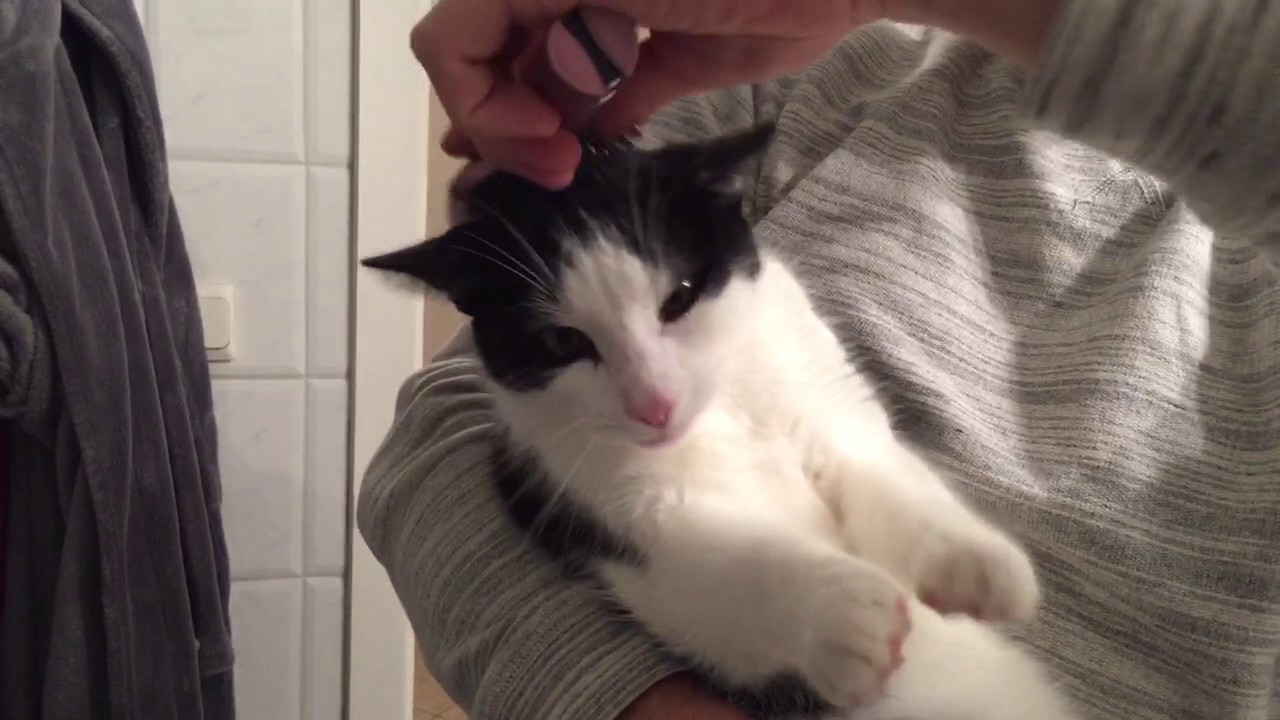 Cat loves getting brushed YouTube
