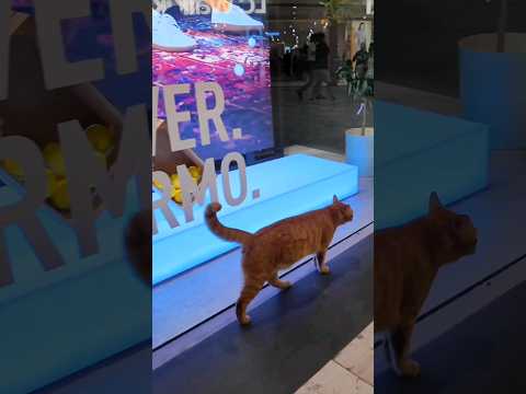 ショッピングモールをパトロール中の茶トラ猫ちゃん、宝石店のセールスのお姉さんに捕まる