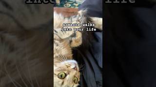 #cat #funnycats #cutecat #viralshort #companion #petlover #art #trend #trending