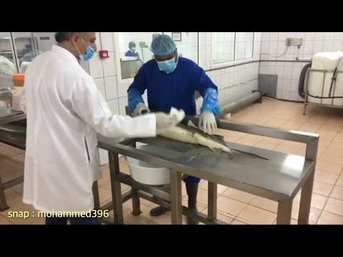 طريقة استخراج الكافيار شيء عجيب