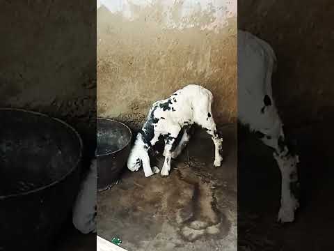 Season 2026 Shooooqeno Mashallah