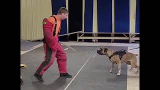 Boerboel Bitework