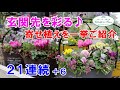 【寄せ植えシリーズ】パンジー・ストックを使ったお洒落な寄せ植え♪【ストック・ネメシア・ヒューケラ・アントワネットソワレ】