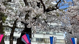 Download lagu Sudah Waktunya Pulang (4k Video) - Japan Trip 2025 #17