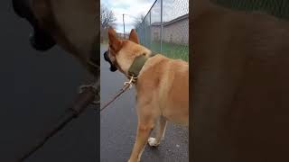CANAAN DOG #shorts #dog