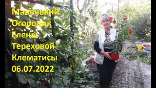 Маленький Огородик Елены Тереховой - Клематисы 06.07.2022