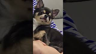 ​The cutest puppy you'll see today! 😍 #prettypuppy #dogstagram #cutestdog