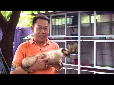 แมวไทยหนองแขม ตอน1 /เส้นทางเศรษฐี-มติชนข่าวค่ำ