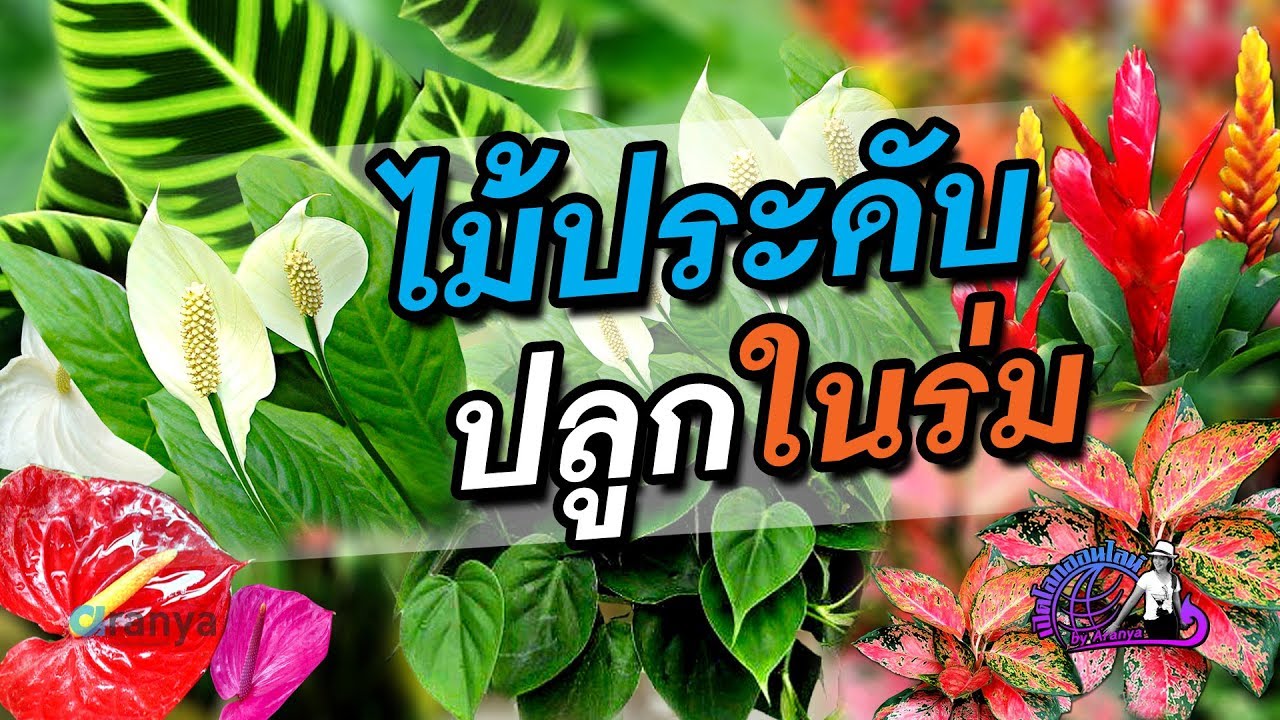 ไม้ประดับปลูกในร่ม ดูแลง่าย | เปิดโลกออนไลน์ Ep.4 - Youtube