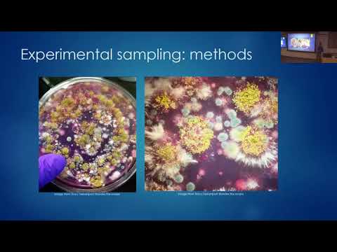 Video: Genska Raznolikost Aspergillus Flavus In Pojav Okužbe Z Aflatoksinom V Skladiščeni Koruzi V Treh Kmetijsko-ekoloških Conah V Keniji