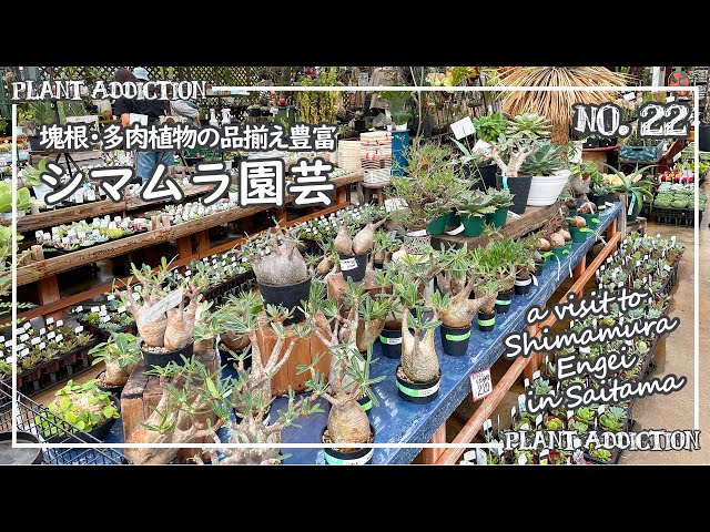 塊根・多肉植物の品揃え豊富【シマムラ園芸】|| a visit to Shimamura