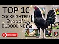 Here&#39;s Top 10 Cockfighters Breeds 2024 |Boyak&#39;z Backyard