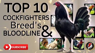 Here's Top 10 Cockfighters Breeds 2024 |𝗕𝗼𝘆𝗮𝗸'𝘇 𝗕𝗮𝗰𝗸𝘆𝗮𝗿𝗱