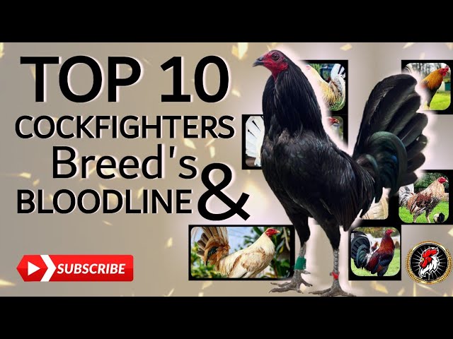 Here's Top 10 Cockfighters Breeds 2024 |𝗕𝗼𝘆𝗮𝗸'𝘇 𝗕𝗮𝗰𝗸𝘆𝗮𝗿𝗱 class=