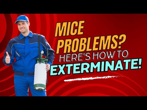 Preparing for Mice Exterminator