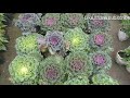 City Bloom A Plant All Florist Fl