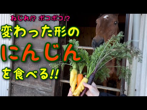 ねじれ⁉︎ボコボコ⁉︎ 変わった形のにんじんを食べる