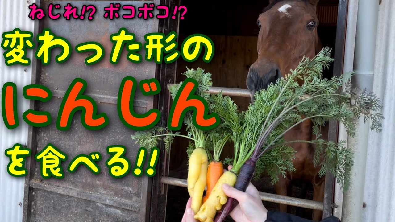 ねじれ⁉︎ボコボコ⁉︎ 変わった形のにんじんを食べる - YouTube