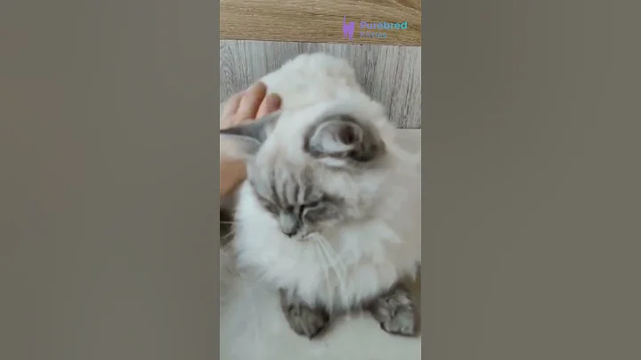 Video 11862991: blue tabby point siberian, siberian kitten, siberian blue eyes, siberian boy