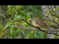 Садовая овсянка   Emberiza hortulana