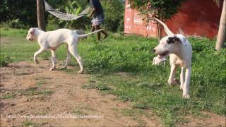 Cute puppies - Dogo Argentino & bully kutta in Hullahalli Mysore