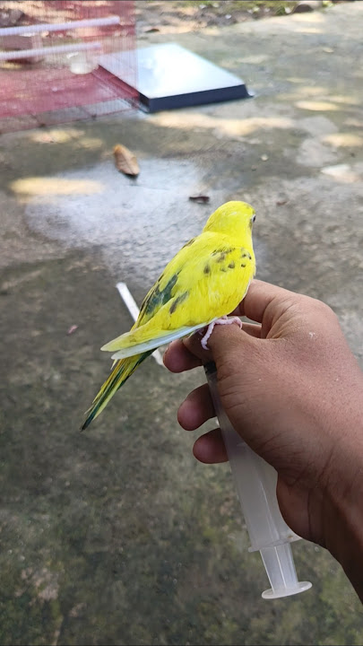 cara melatih burung parkit ftm