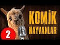 Pisi TV Komik Hayvanlar 2 - Bu Hayvanlar Konuşuyor