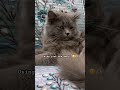Math teacher 👩🏫 #cat #catentertainment #viral #catmusic #catvideos #kitten #funny #mycat #shorts