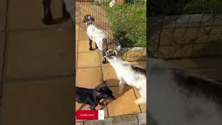 Criados A Biberón Cabrito Y Cordero Salen A Retozar.bottle-Fed Kids And Lamb Come Outlook To Frolic