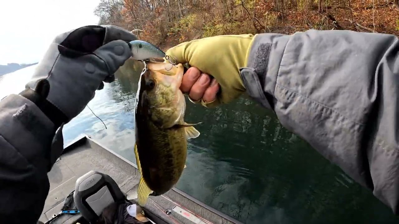 Late fall bass fishing on Veteran’s Day! Bass Manager The Best Bass