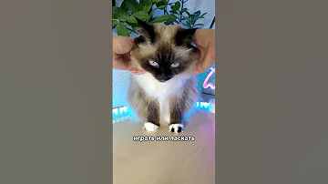 Почему кошки откликаются на кис кис 😄