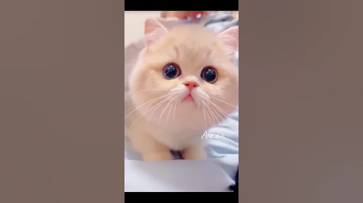 Video 9660371: cat kitten pets funnycat, pet animal funnycat cats, kitten cat pets adorable, cat meowing cute adorable, cat meow adorable funny