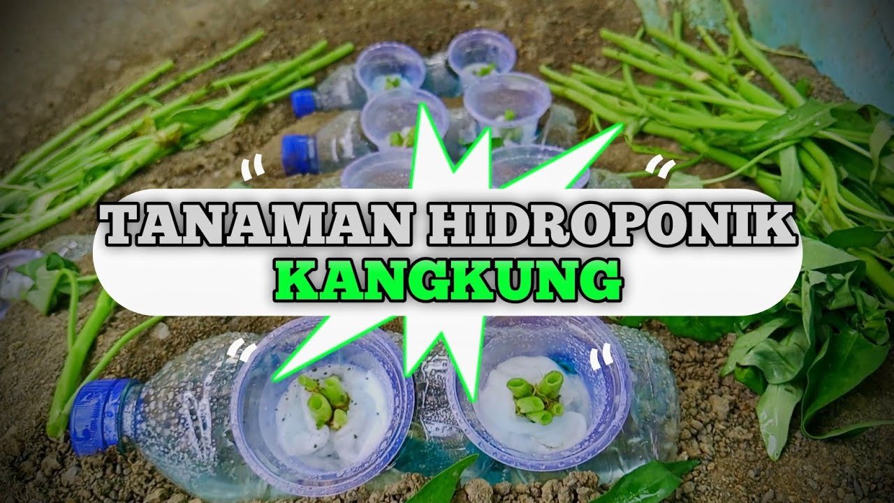 HIDROPONIK KANGKUNG (Super Simple‼️)