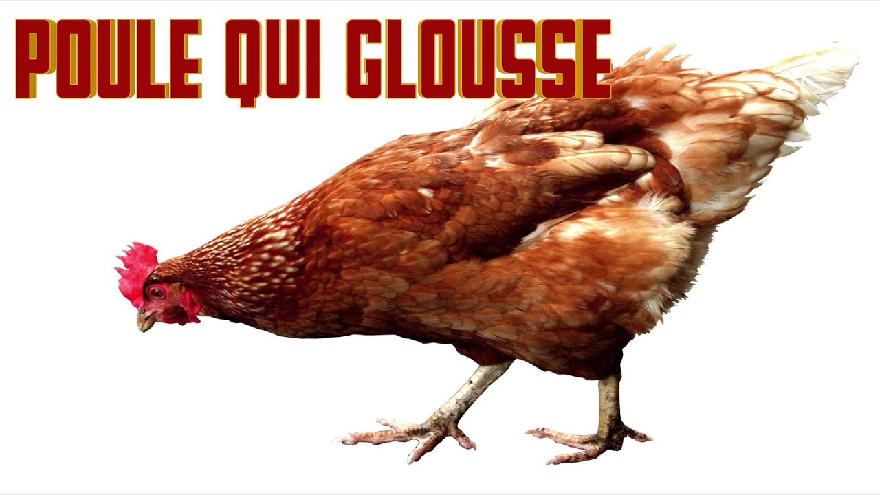 POULE qui GLOUSSE Chicken sounds - Cri de la poule - Verso della ...