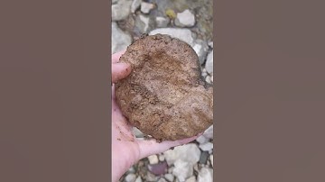 North Texas Ammonite Fossil hunting